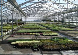 New glass coating can keep greenhouses cooler